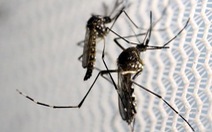 ​Mỹ phát cảnh báo dịch Zika tại các bãi biển Miami