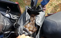 Khởi tố, bắt tạm giam người trộm 116 trứng vích ở Côn Đảo