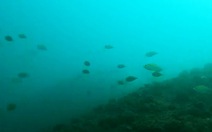 Xem clip cá trở về đáy biển Nhân Trạch
