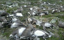 Sét đánh chết hơn 300 con tuần lộc ở Na Uy