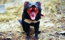 ​Quỷ Tasmania có thể tránh được tuyệt chủng nhờ tự biến đổi gen