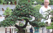 ​Mãn nhãn với bonsai, cây cảnh, gỗ lõi, ngoạn thạch ở Phố Hội