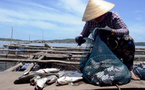 Cá nuôi lồng bè ở Quảng Ngãi chết không rõ nguyên nhân