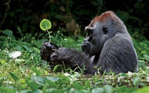 ​Loài khỉ đột lớn nhất thế giới đứng bên bờ tuyệt chủng