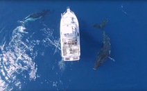 ​Clip cá voi lưng gù "bao vây" thuyền du lịch