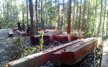 Bắt đối tượng cầm đầu băng bảo kê, phá rừng tại Đắk Nông