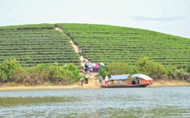 “Đảo chè” bậc thang xứ Nghệ