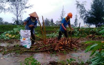 Mưa lớn, nông dân tất tả thu hoạch nông sản