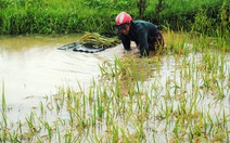 7 người chết và mất tích vì mưa lũ ở Nghệ An
