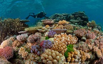 ​NASA triển khai dự án bảo vệ rạn san hô lớn nhất thế giới