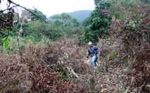 Kỷ luật nhiều cán bộ liên quan vụ “Dọn sạch 108ha rừng”