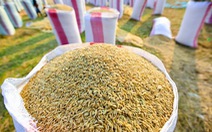 ​Campuchia đầu tư 300 triệu USD xây dựng kho dự trữ lúa gạo