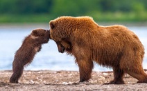 ​Chùm ảnh gấu mẹ dạy gấu con cực đáng yêu