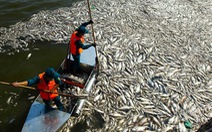 ​76 tấn cá chết ở hồ Tây được thu gom xử lý