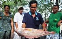 ​Ngư dân nghi bắt được cá sủ vàng tại cửa sông Tiền