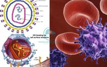​Đồng nhiễm HCV/HIV: Hiện trạng và thách thức