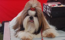 500 chú chó dự thi "hoa hậu" chó
