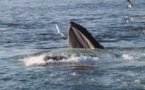 ​Đại Tây Dương vẫn chưa được chấp thuận là vùng bảo tồn cá voi