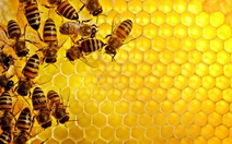 ​Hoàn lại 222 triệu đồng nếu mật ong không nguyên chất!