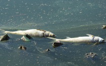 Huy động người vớt cá chết ở hồ Linh Đàm trong đêm