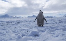 Thành lập khu bảo tồn biển lớn nhất thế giới ở Nam Cực