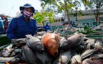 Quá nhiều cá rô phi trên kênh Nhiêu Lộc - Thị Nghè