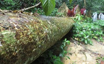 Lâm tặc đốn hạ ngổn ngang nhiều cổ thụ rừng Quảng Bình