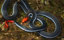 Nọc độc của loài rắn độc nhất thế giới giúp giảm đau