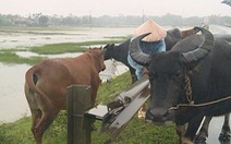 ​Bảo vệ đàn trâu bò trong mùa lũ