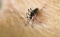 Khánh Hòa thêm người nhiễm Zika, 3 người chết vì sốt xuất huyết