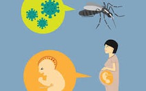 Muỗi gây truyền bệnh do virút Zika có ở TP.HCM