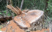 ​Khởi tố vụ phá rừng du sam trong khu bảo tồn Nam Nung