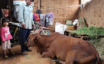 Dân lại khổ vì vay tiền mua bò dự án mắc bệnh