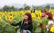 ​Ngày hội hoa hướng dương lớn nhất Việt Nam tại Nghệ An
