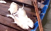 Cá nuôi lồng ở huyện Phú Lộc, Huế lại chết