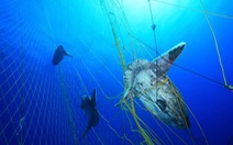​EP cấm đánh bắt hải sản dưới độ sâu 800m ở đông bắc Đại Tây Dương