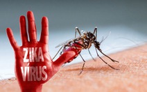 ​Virus Zika có thể nhân bản, sinh sôi trong não