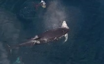 Xem clip cá voi sát thủ "xơi tái" cá mập trên biển