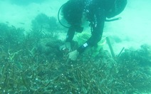 Lặn biển trồng san hô