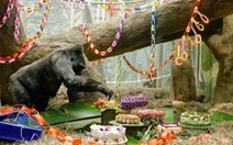Khỉ đột thọ nhất thế giới mừng sinh nhật 60