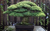Diệu kỳ cây bonsai sống sót trong trận bom nguyên tử
