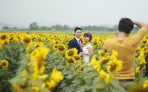 Đầu năm, khách đến cánh đồng hoa hướng dương, đảo chè