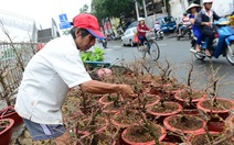 Mưa trái mùa đe dọa hoa tết