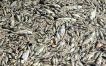 Cá biển chết ở Quảng Bình là hiện tượng bình thường