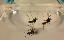 ​Phòng bệnh sốt xuất huyết và Zika bằng muỗi vằn