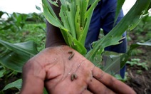 ​Cảnh báo dịch sâu ăn lá đe dọa ngành nông nghiệp toàn cầu