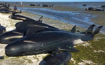 Lo xác cá voi phát nổ, New Zealand đóng cửa bãi biển