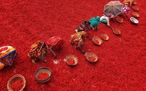 Ngắm chùm ảnh tuyệt đẹp trên đồng ớt chín ở Bangladesh 