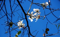 Đà Lạt hoa ban trắng bung nở giữa trời xuân