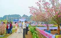 ​Lễ hội hoa Anh đào - Mai vàng Yên Tử diễn ra giữa tháng 3